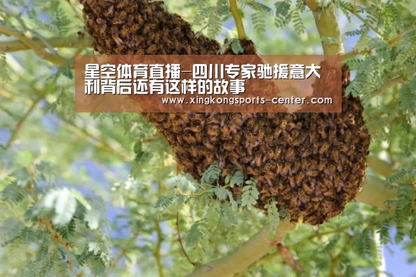 星空体育直播-四川专家驰援意大利背后还有这样的故事(图1) 星空体育app下载
